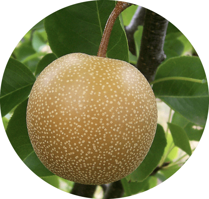 Nashi 'Kumoï'