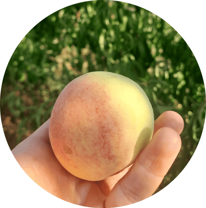 Pêche de vigne blanche