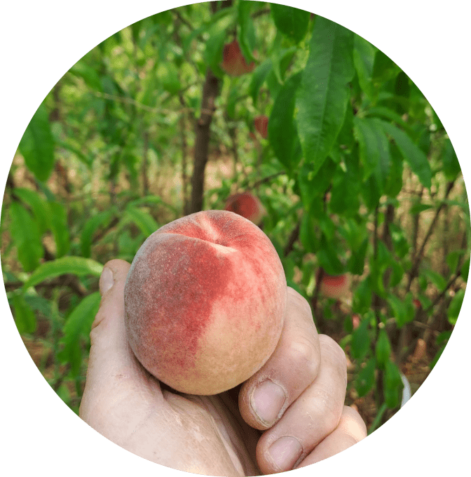 Pêcher Charles roux 