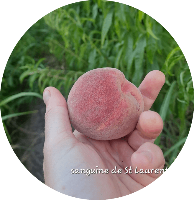 Pêcher Précoce de St Laurent