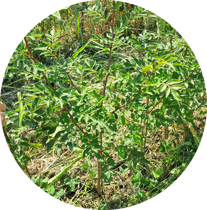 Poivrier de Sichuan (Zanthoxylum piperitum)