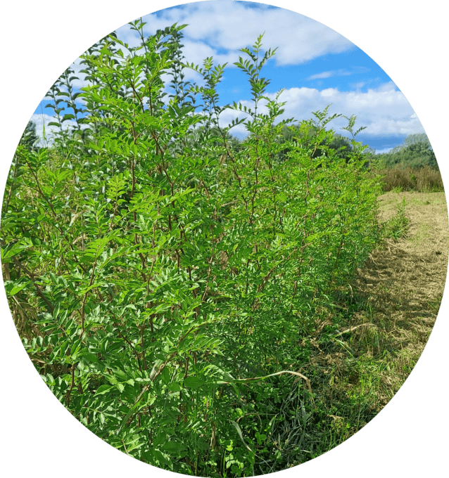 Poivrier de Sichuan (Zanthoxylum piperitum)