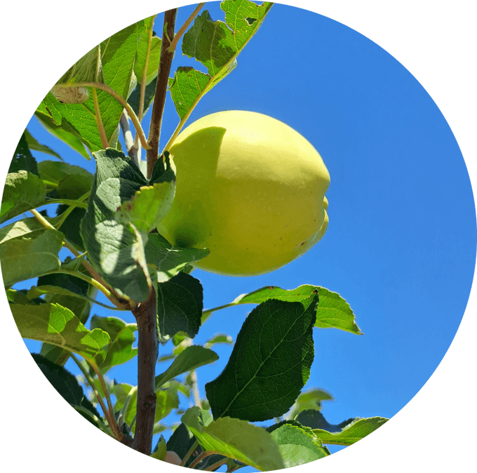Pomme coing