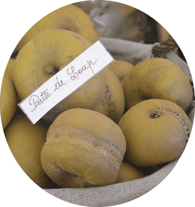 Pommier Patte de loup