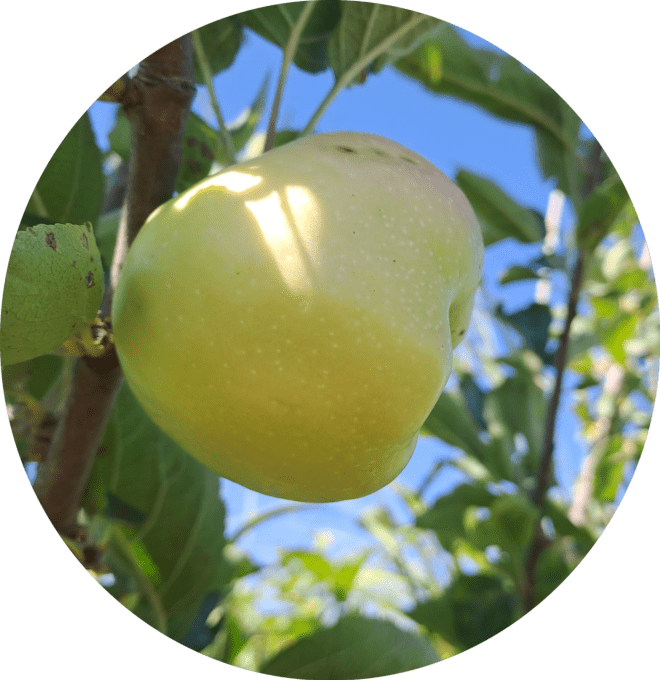Pommier Calville blanc d'hiver
