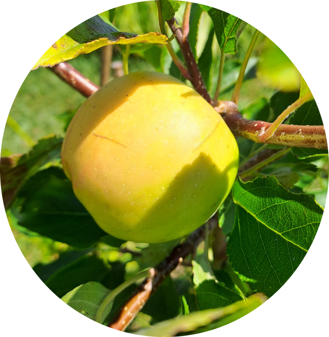 Pommier Gold rush
