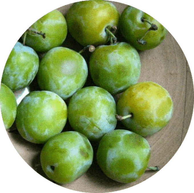 Prunier Reine claude verte ou dorée