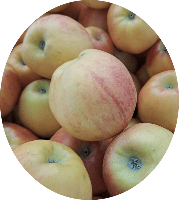 Pommier Reine des reinettes