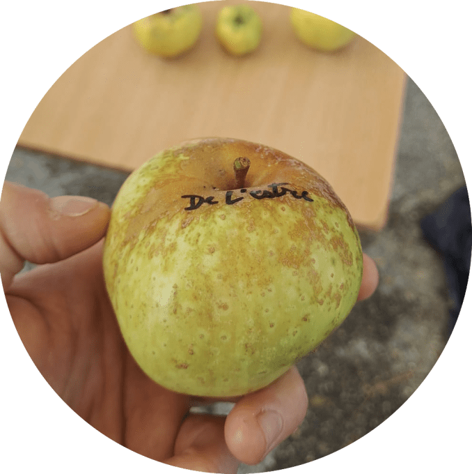 pommier Reinette de Brive ou de l'Estre