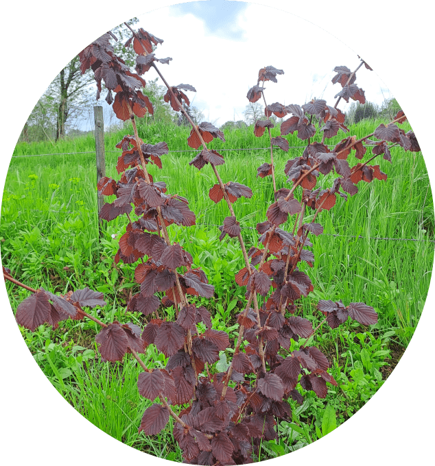 Noisetier 'rouge de zeller'