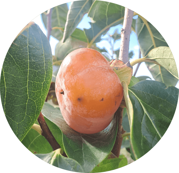 Plaqueminier kaki Sheng