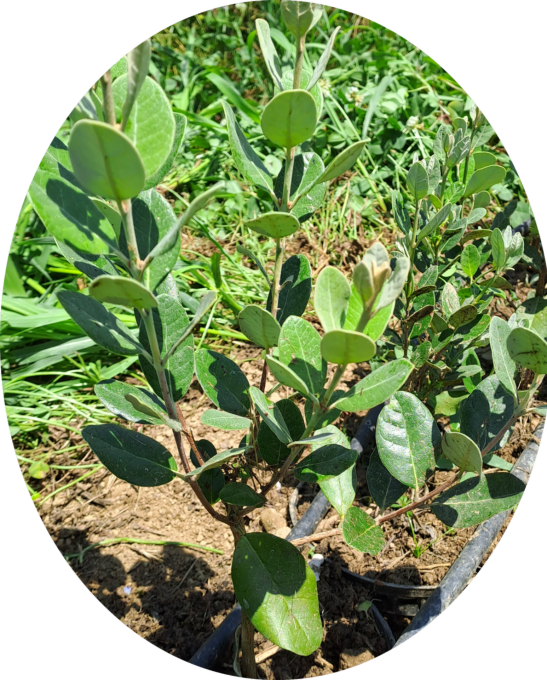 Feijoa Triumph (Acca sellowiana)