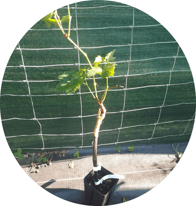 Vigne muscat bleu garnier