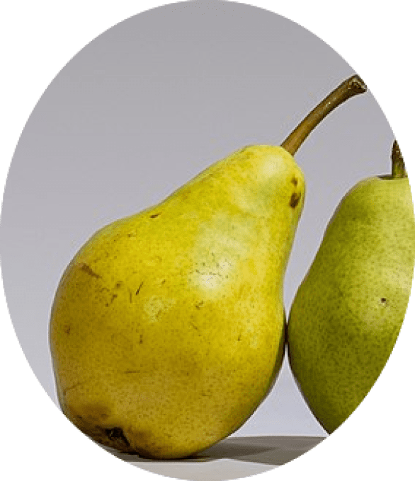 Poirier Williams jaune ou bon chrétien