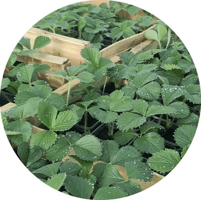 Fraisier 'ciflorette'