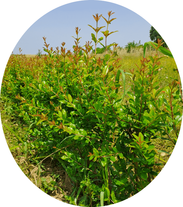 Grenadier Mollar de Elche (Punica granatum)
