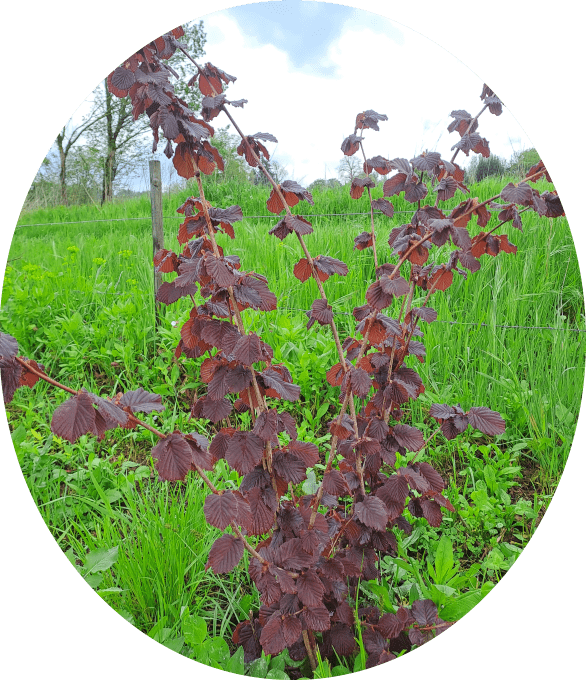 Noisetier 'rouge de zeller'