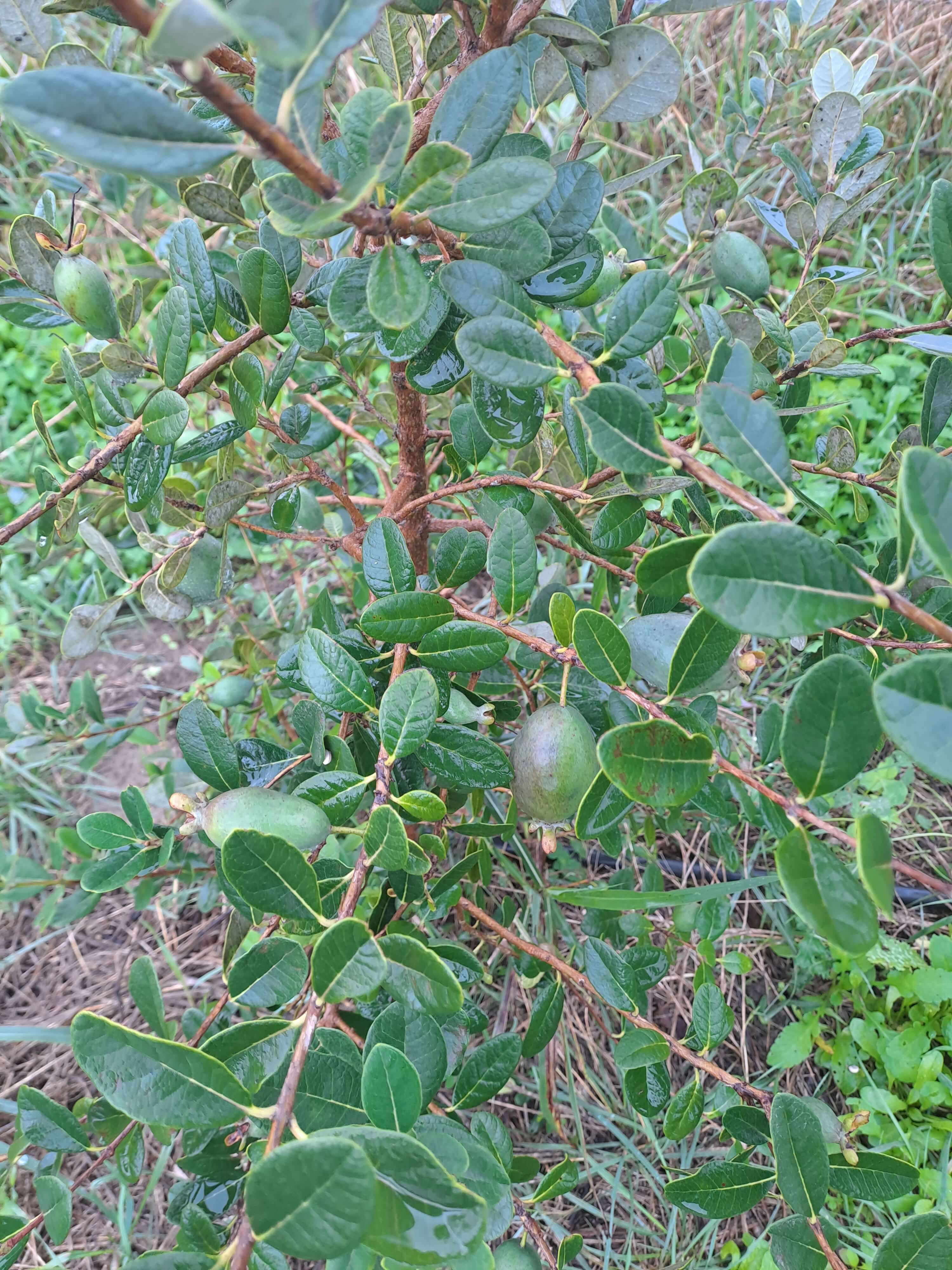 Feijoa