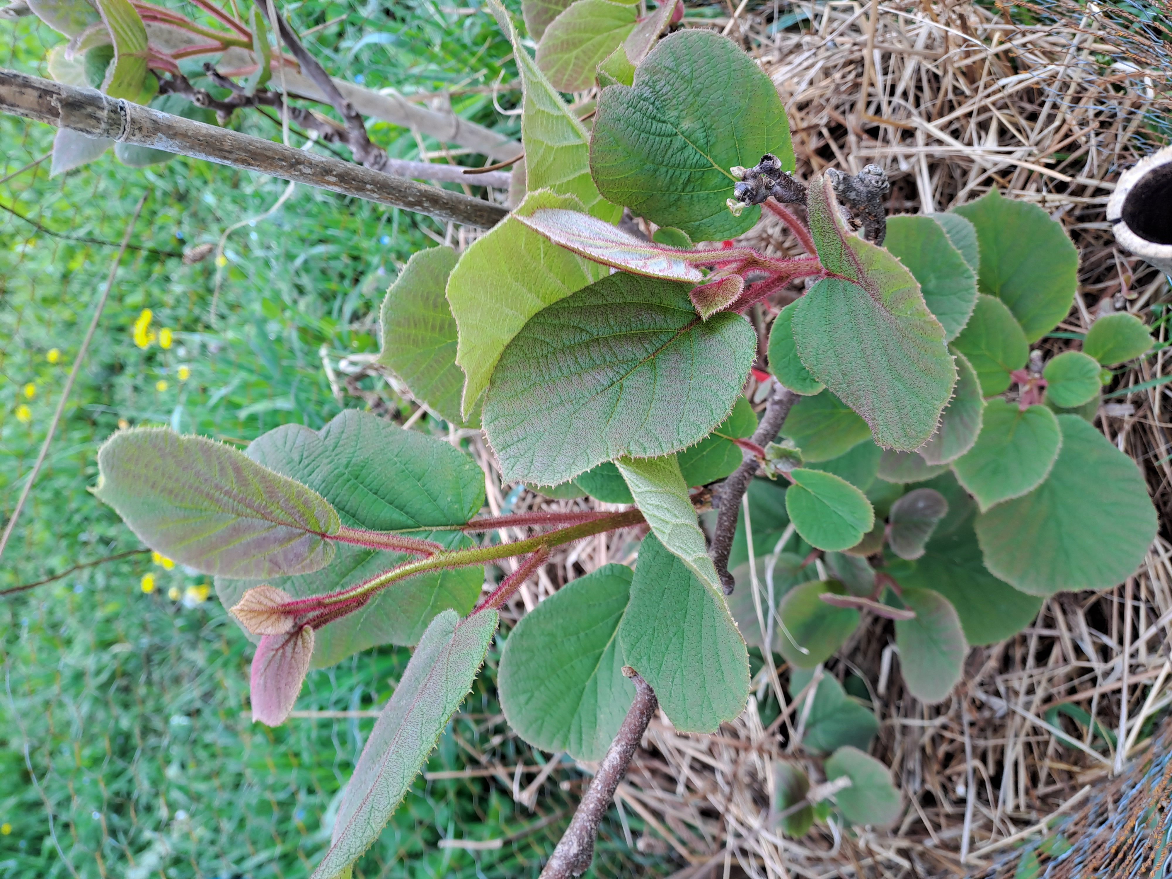 Kiwi, kiwai