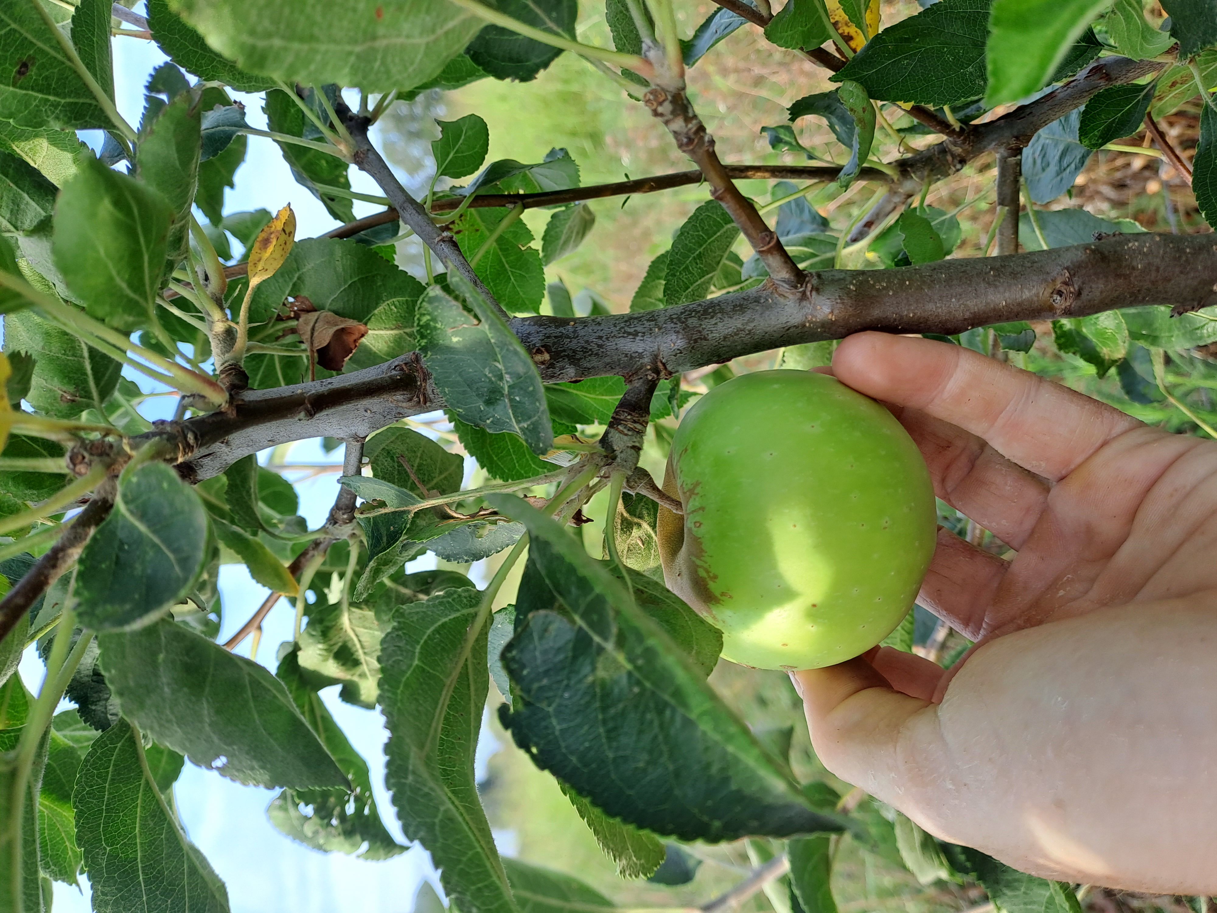 Pommier