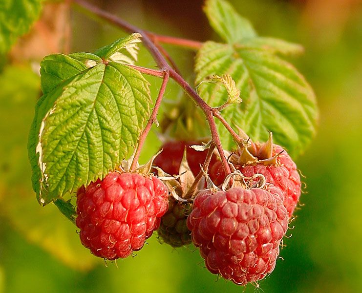 Petits fruits rouges